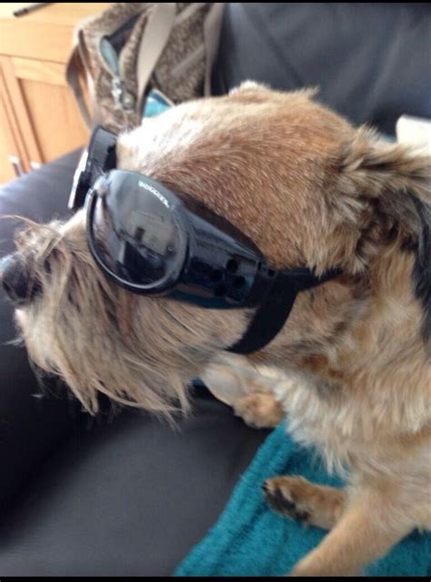 Biddy The Bt Where New Doggles Border Terrier Twitter Dogs Animals
