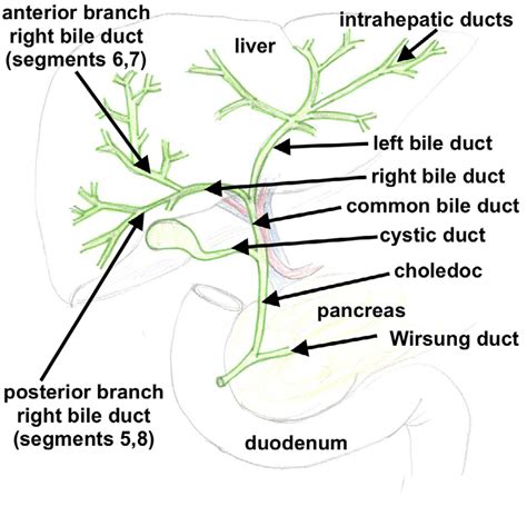 Division Of The Biliary Tree Download Scientific Diagram