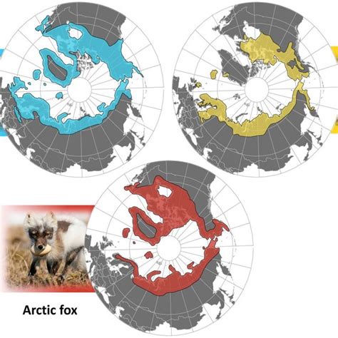 11 Current Distribution Of The Arctic Fox Download Scientific Diagram