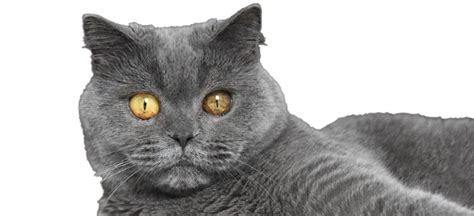 Fat British Shorthair Cat Png Free Download Png All