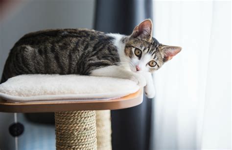 But even experienced cat owners may wonder how long can cats be left alone? especially since there are so many differences of opinion on this particular topic! How Long Can You Leave a Cat Alone? | Purina One