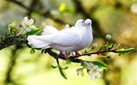 A Pair Of White Doves Via Rose Paradise Pet Birds Beautiful Birds
