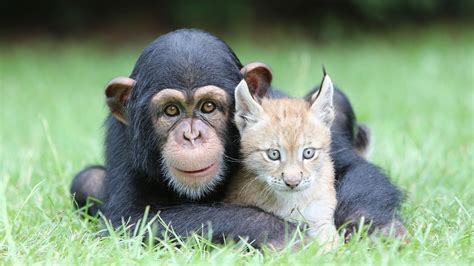 Chimpanzees Lynx Animals Nature Baby Animals Face Looking At