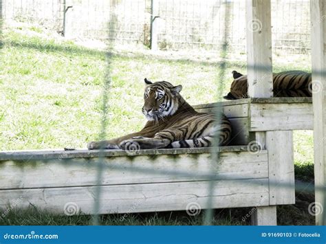 Tigers In Captivity Stock Image Image Of Mammal Lattice 91690103