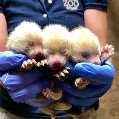 Rare Red Panda Triplets Born At Kansas City Zoo Kansas City Zoo Red