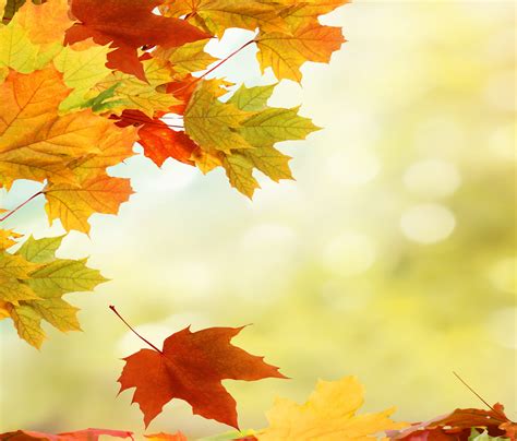 Autumn Background With Sparkling Sky And Leaves 1 Lodestar Hotel