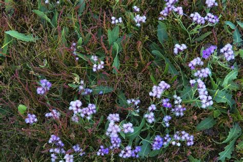 Steppe Full Of Summer Flowers Stock Image Image Of Garden Green