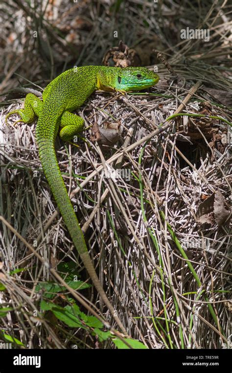 Western Green Lizard European Green Lizard Lacerta Bilineata Lacerta