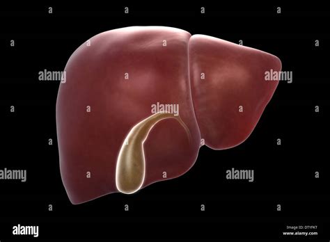 Liver And Gallbladder Stock Photo Alamy