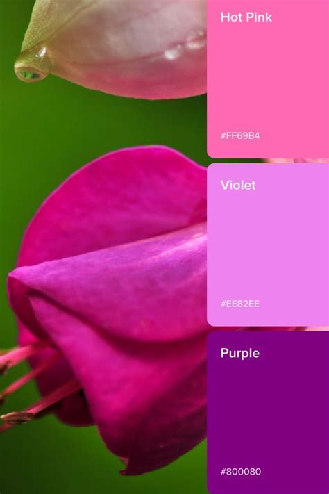 Fuchsia Color Meanings Color Hex Color Codes
