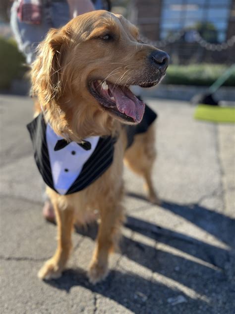 Get Involved | FACE | Low Cost Animal Clinic | Indianapolis, IN