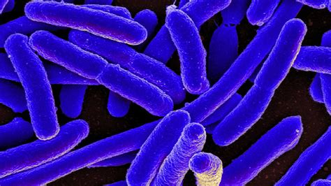 Bacteria Can Evolve Resistance To Life Saving Drugs Theyve Never Seen
