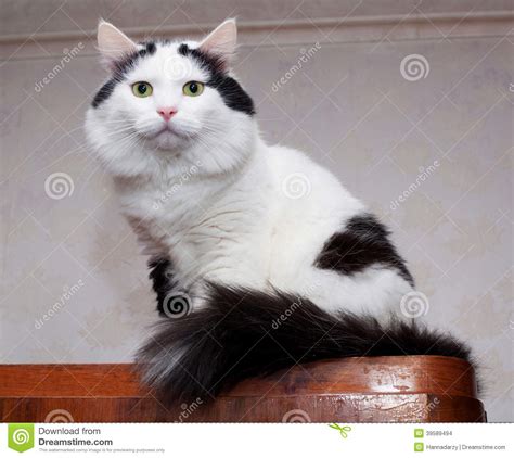 Big Fluffy White Cat With Black Spots Sitting Stock Photo