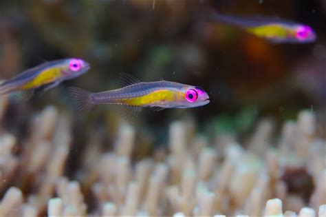 Dwarf Gobies A Small Species Of Goby Bryaninops Natans I Flickr