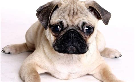 Perros Con Arrugas 8 Razas De Perros Arrugados Y Sus Cuidados