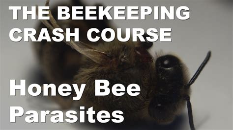 Honey Bee Parasites Honey Bee Pests Parasites And Diseases Part 2 Beekeeping Crash Course