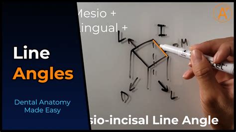 Line Angles In 1 Minute Dental Anatomy Simplified Youtube