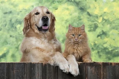 Dog Golden Retriever With Ginger Cat Looking Over Fence Photos Puzzles