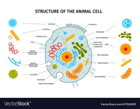 Animal Cell Structure Composition Royalty Free Vector Image