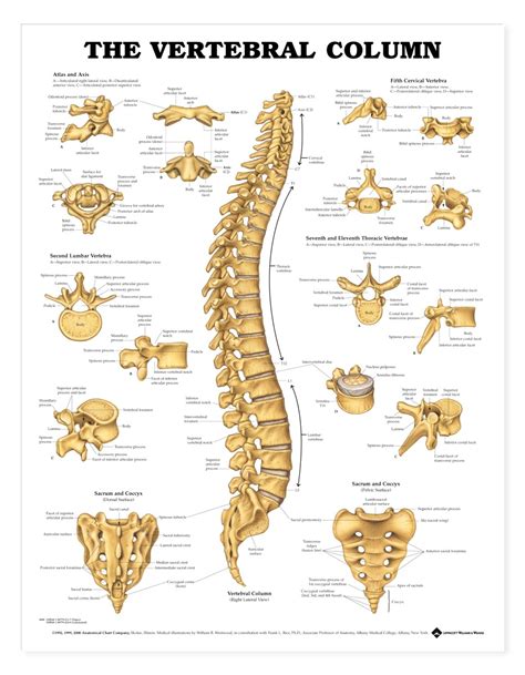 In your anatomy & physiology lecture and lab class, you will be required to name each individual bone in the human body. Human Vertebral Column Anatomical Chart - Anatomy Models and Anatomical Charts