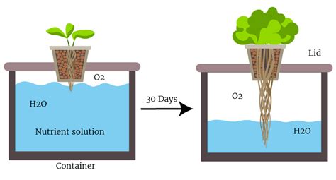 Lettuce Save Money With A Hydroponics Experiment Using The Kratky