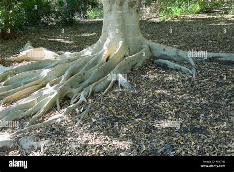 Tree Roots Above Ground Hi Res Stock Photography And Images Alamy