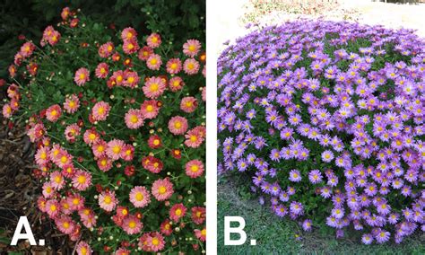 Chrysanthemums Add Color To Fall Gardens