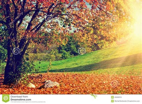 Autumn Fall Landscape Tree With Colorful Leaves Stock Photo Image