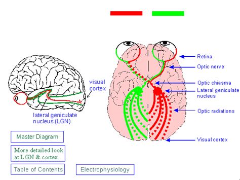 the diagram