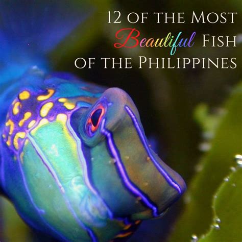 12 Of The Most Beautiful Fish In The Philippines Beautiful Fish Fish