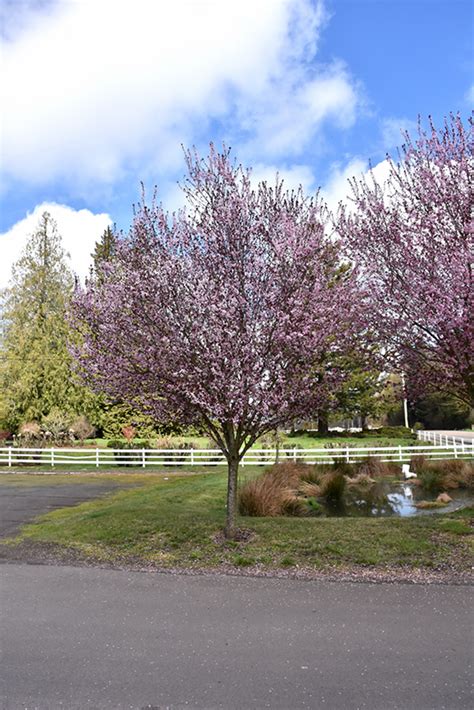 I have found customer service and response to inquiries excellent. Mt. St. Helens Plum (Prunus cerasifera 'Mt. St. Helens ...