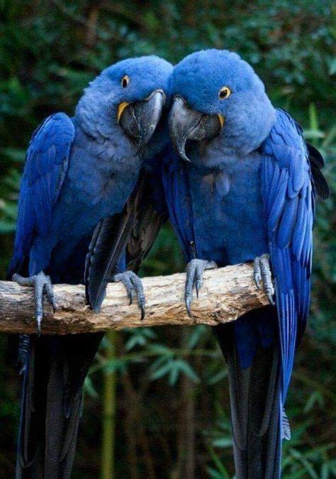 Blue Parrots Pet Chickens Animals Parrot