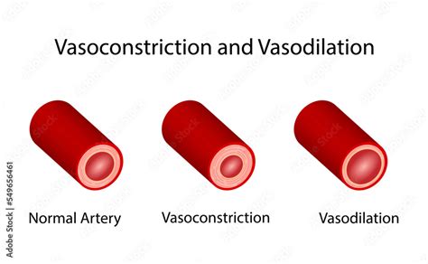 Arterial Vasoconstriction And Vasodilation Cross Section Of Arteries