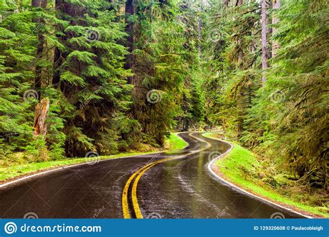 Wet Winding Road Through A Lush Green Forest Stock Photo Image Of