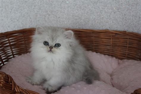Cats for adoption in uae , check the website now to see more ads. Persian Cats For Sale | Houston, TX #221582 | Petzlover