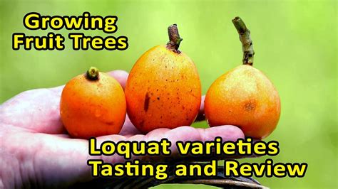 Growing Fruit Trees Loquat Tasting And Cultivar Review 4 Varieties