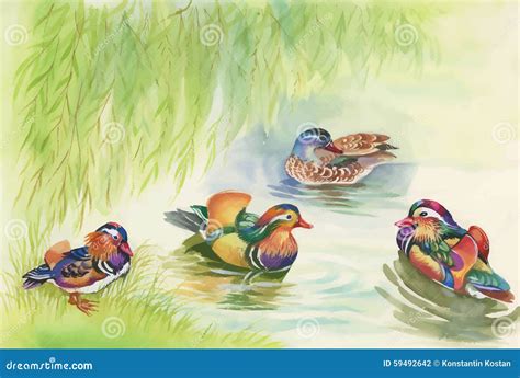 Geese Flock Swimming On Pond Watercolor Vector Illustration Stock