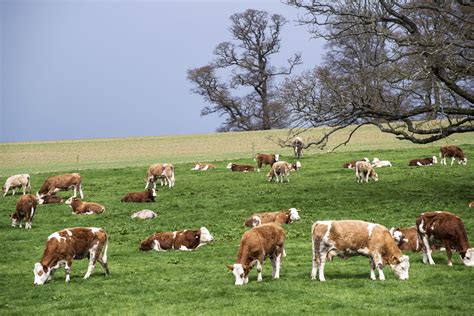 Care should be taken to develop country cows as their milk and ghee had better medicinal value, said dr. Here's what the average farm family income was in 2015 ...