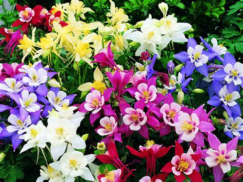 How To Grow And Care For Columbine Plants World Of Flowering Plants