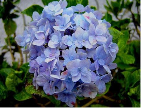 Yellow flower with dark black center, heart shaped leaves with points. Blueish hydrangea flower ball.JPG