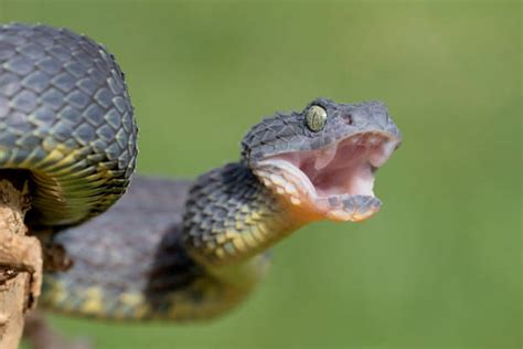 Snake Mouth Open Stock Photos Pictures And Royalty Free Images Istock