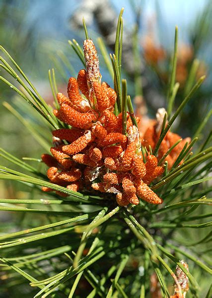 Florealpes Pinus Halepensis Pin Dalep Pinaceae Fiche Détaillée