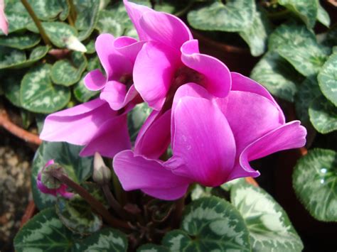 Cómo Cultivar Violetas En Tu Jardín