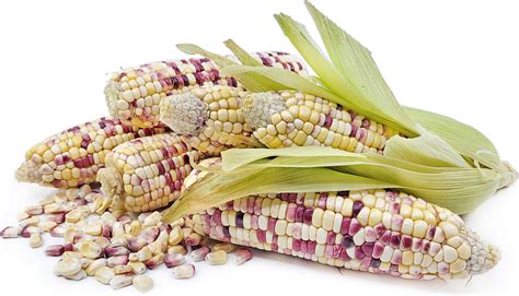 Purple Waxy Corn Information And Facts