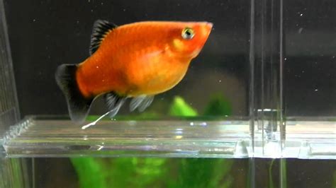 Is My Platy Pregnant Giving Birth Soon Youtube