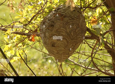 Large Paper Wasp Nest Hanging In Tree Stock Photo Alamy