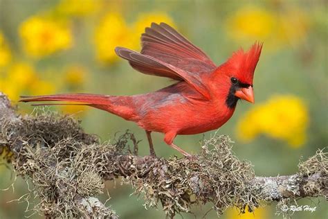 Male Northern Cardinal In South Texas By Ruth Hoyt Backyard Birds