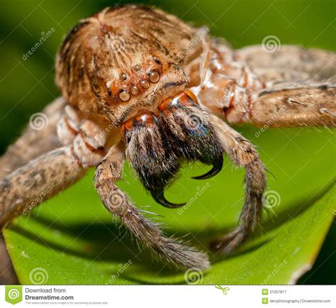 Scary Spider Stock Image Image Of Frightening Hairy 21057817