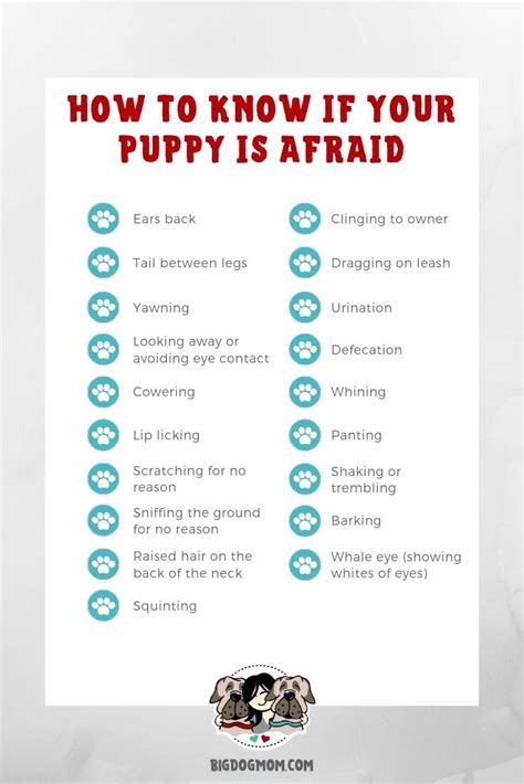 Here's a checklist that can help you. Puppy Socialization: 5 Common Mistakes You Do NOT Want to ...