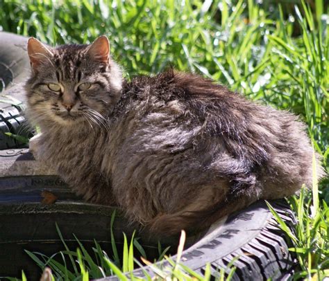 The Feral Life Compassion Cats Feral Maine Coon Ish Cat